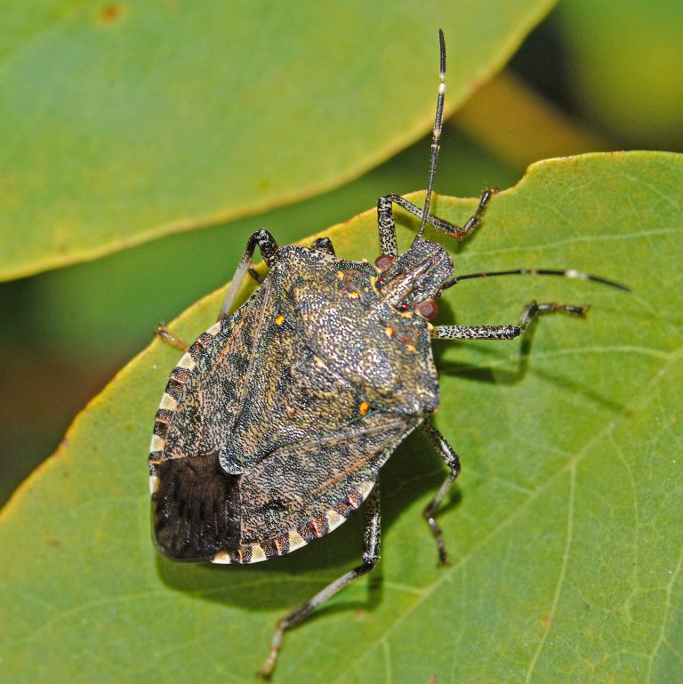 Brown Marmorated Stink Bug (BMSB) season 20232024 Dieterle Victory